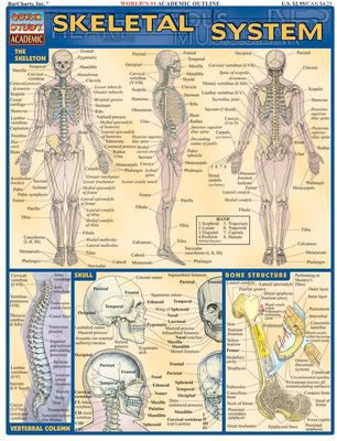 SKELETAL SYSTEM
