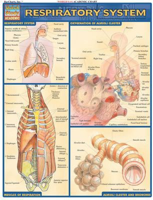 RESPIRATORY SYSTEM