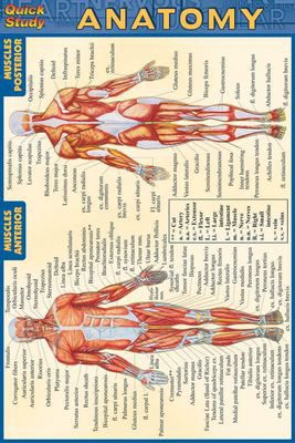 POCKET ANATOMY