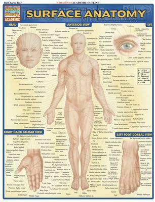 SURFACE ANATOMY