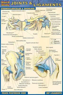 POCKET JOINTS & LIGAMENTS